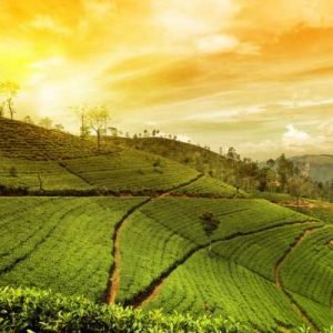 Assam